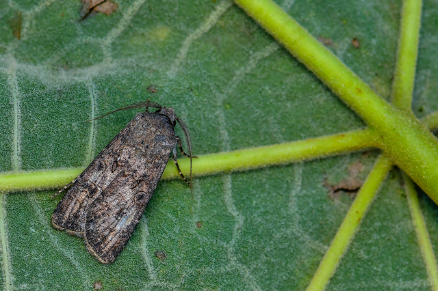 Agrotis segetum - vetési földibagoly