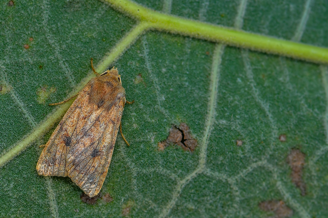 Sunira circellaris - okkersárga őszibagoly