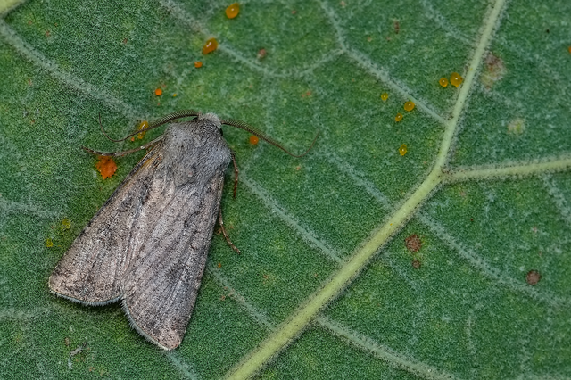 Agrotis segetum - vetési földibagoly