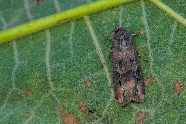 Agrotis ipsilon - nagy földibagoly