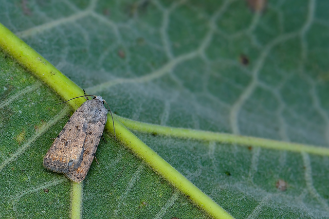 Paradrina clavipalpis - közönséges selymesbagoly