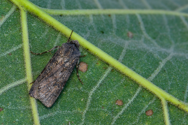 Agrotis segetum - vetési földibagoly