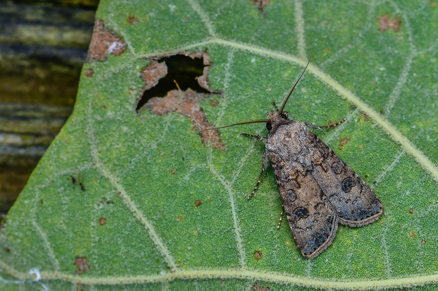 Agrotis segetum - vetési földibagoly
