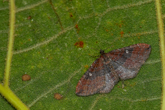 Orthonama obstipata - vándoraraszoló
