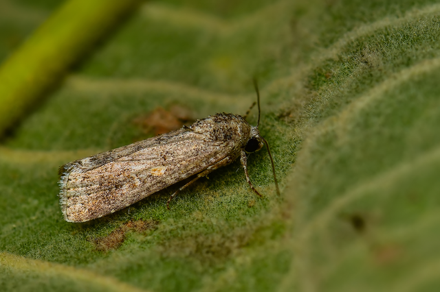 Spodoptera exigua - apró jegyesbagoly