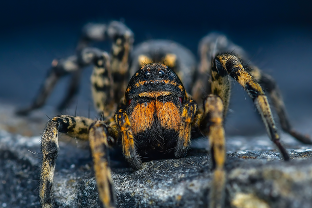 Geolycosa vultuosa - pokoli cselőpók