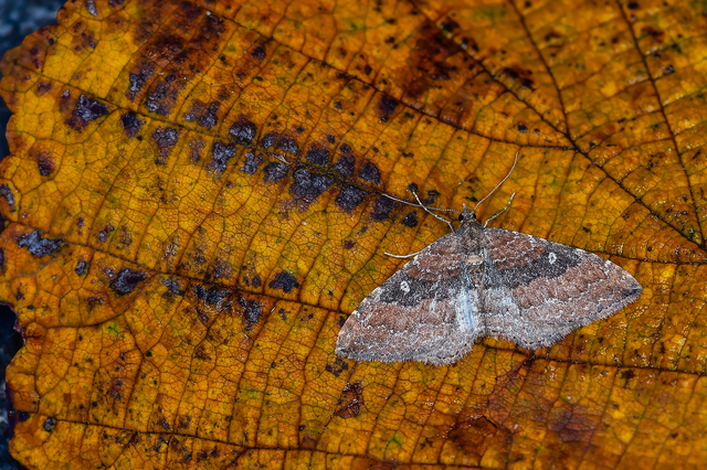 Orthonama obstipata - vándoraraszoló