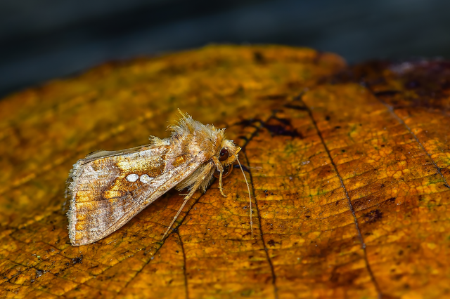 Chrysodeixis chalcites - déli aranybagoly