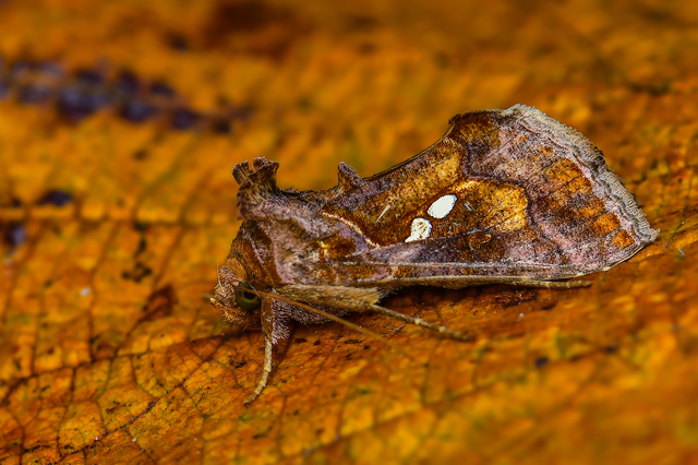 Chrysodeixis chalcites - déli aranybagoly