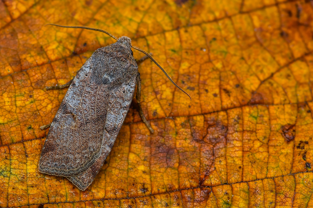 Conistra rubiginosa - szürke télibagoly