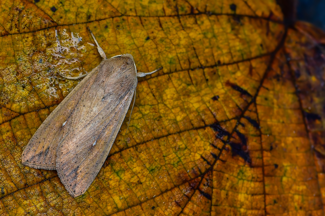 Mythimna unipuncta - hordabagoly