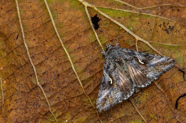 Autographa gamma - gammalepke