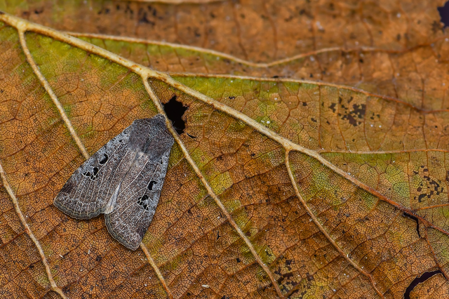 Conistra rubiginosa - szürke télibagoly