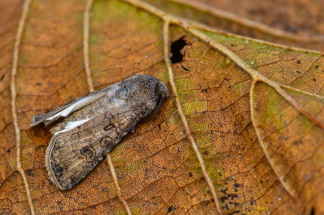 Agrotis segetum - vetési földibagoly