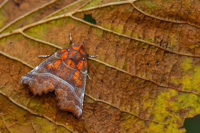Scoliopteryx libatrix - vörös csipkésbagoly