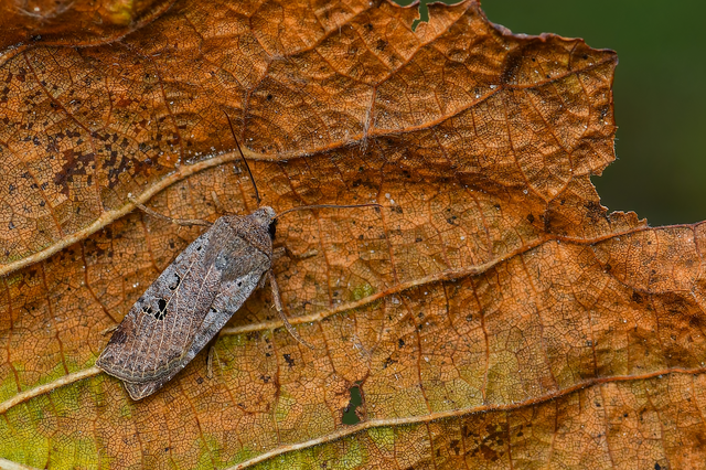 Conistra rubiginosa - szürke télibagoly