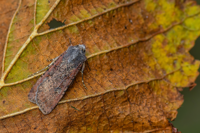 Peridroma saucia - vándor földibagoly