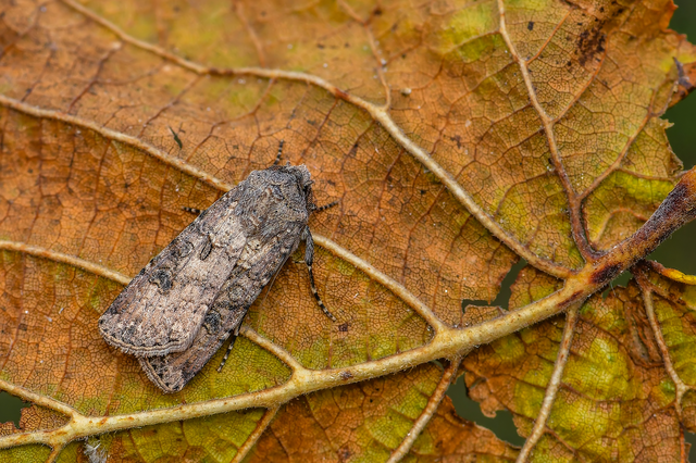 Agrotis segetum - vetési földibagoly