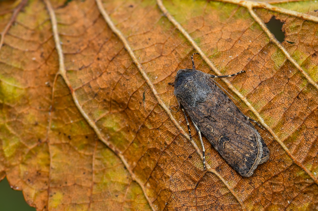 Agrotis segetum - vetési földibagoly