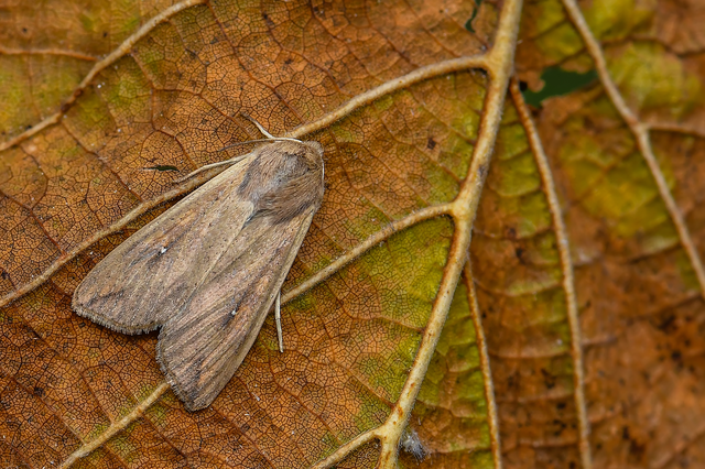 Mythimna unipuncta - hordabagoly