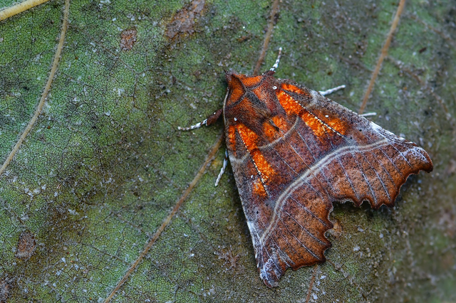 Scoliopteryx libatrix - vörös csipkésbagoly