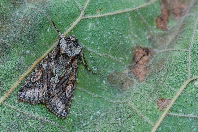 Allophyes oxyacanthae - galagonyabagoly
