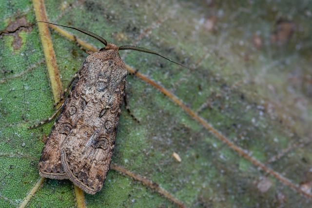 Agrotis segetum - vetési földibagoly