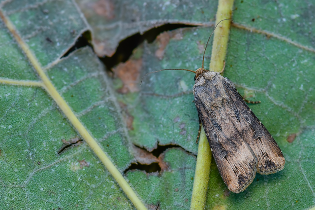 Agrotis ipsilon - nagy földibagoly