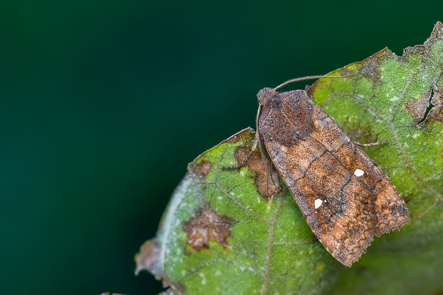 Eupsilia transversa - holdacskás télibagoly