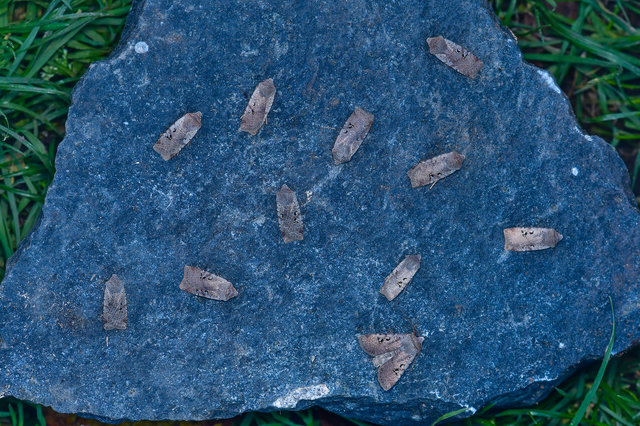 Conistra rubiginosa - szürke télibagoly