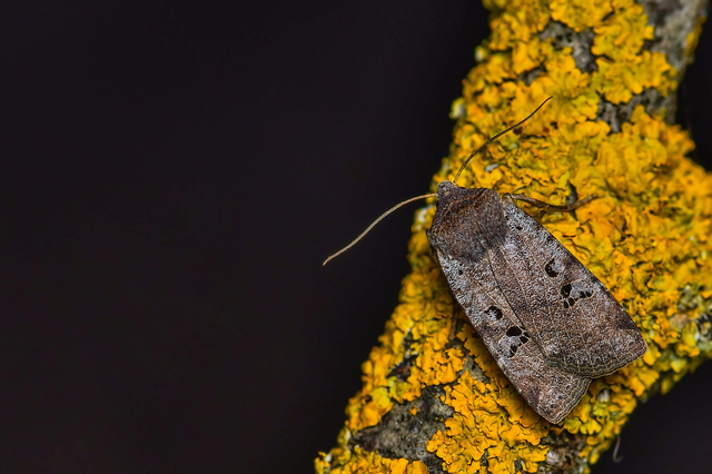 Conistra rubiginosa - szürke télibagoly