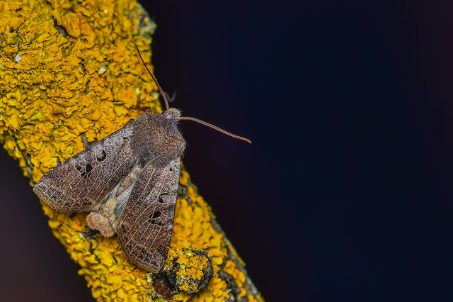 Conistra rubiginosa - szürke télibagoly