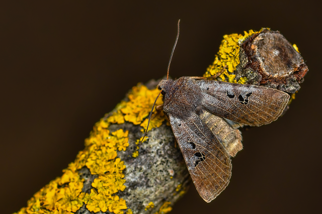 Conistra rubiginosa - szürke télibagoly