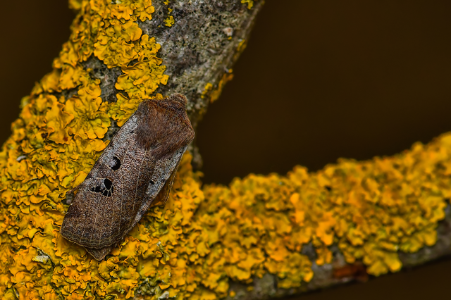 Conistra rubiginosa - szürke télibagoly