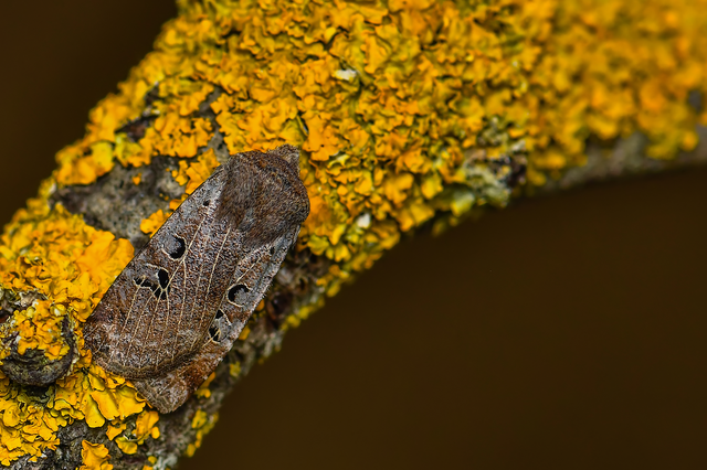 Conistra rubiginosa - szürke télibagoly