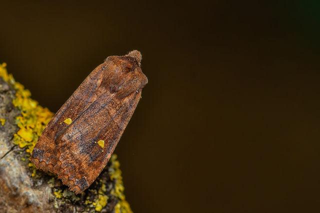 Eupsilia transversa - holdacskás télibagoly