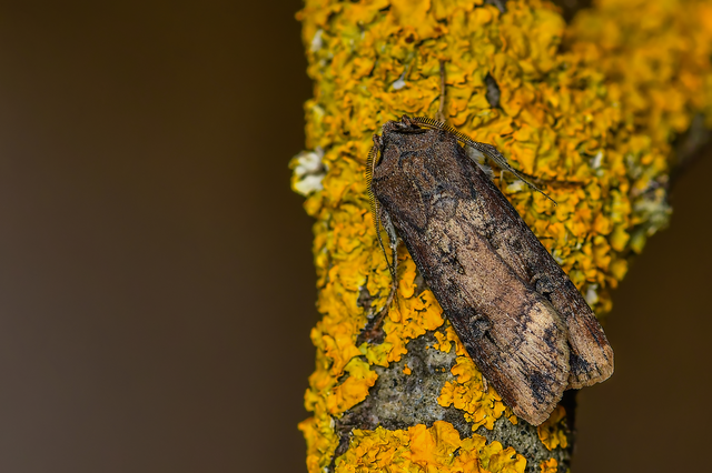 Agrotis ipsilon - nagy földibagoly