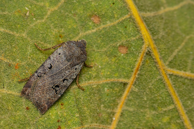 Conistra rubiginosa - szürke télibagoly