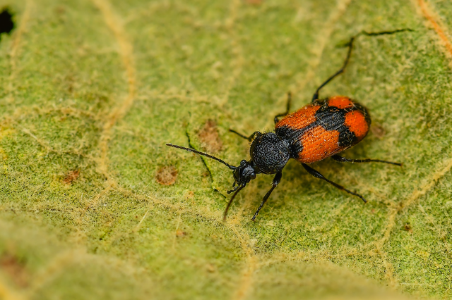 Panagaeus cruxmajor - nagy keresztesfutó