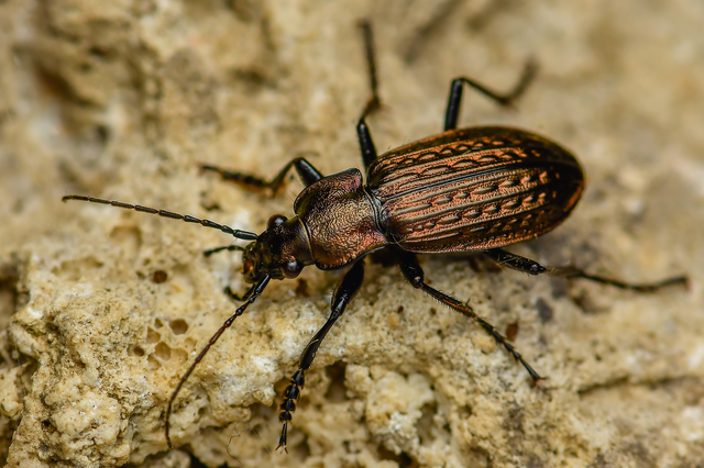 Carabus granulatus - mezei futrinka