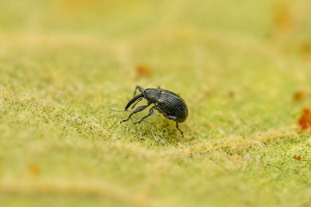 Anthonomus rubi - szamóca-bimbólikasztó Anthonomus rubi - szamóca-bimbólikasztó