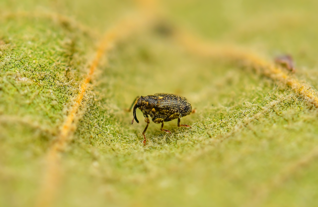 Ceutorhynchus pallidactylus - szőrös repce-ceutormányos