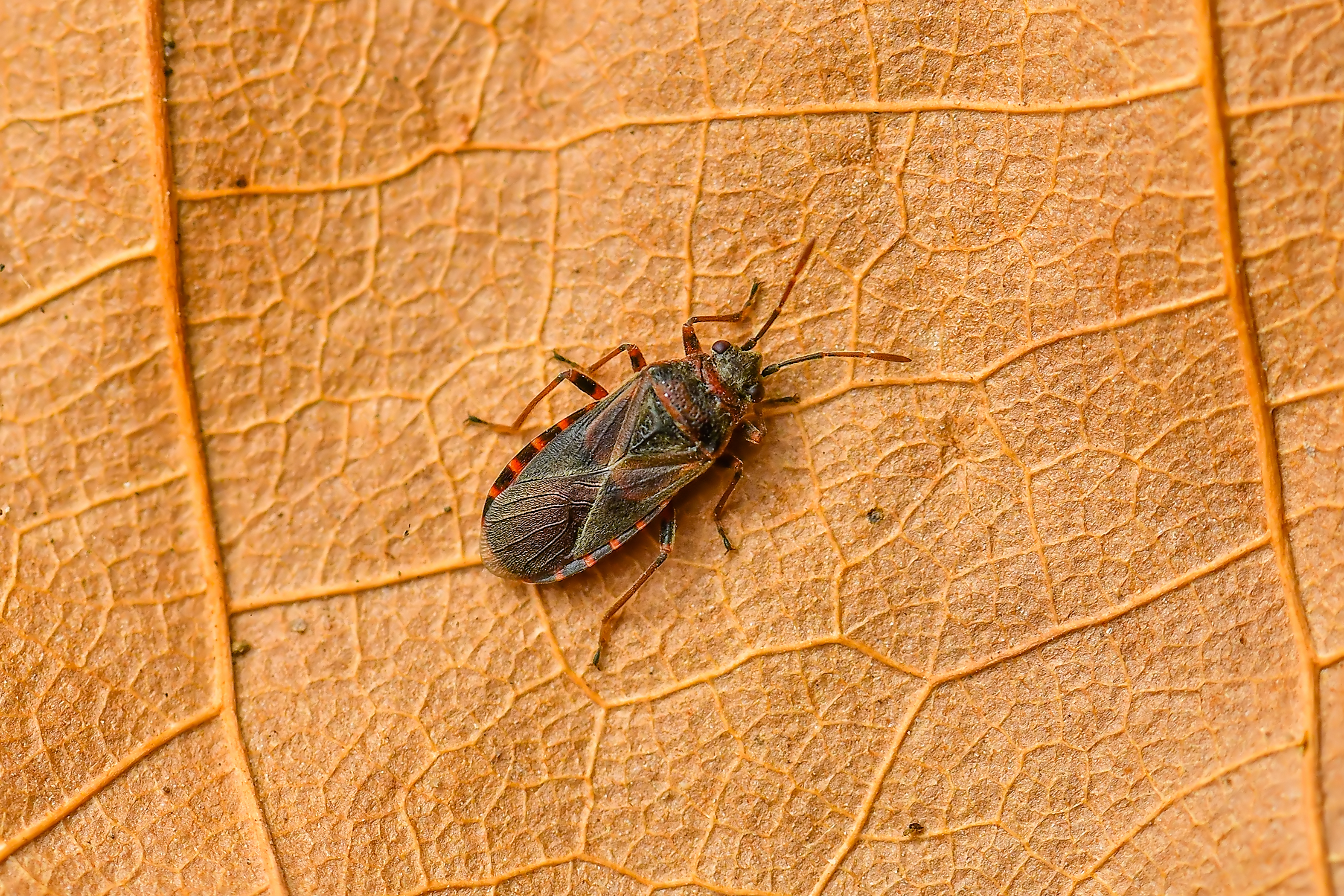 Arocatus melanocephalus