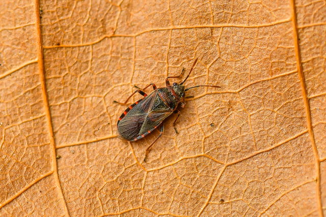 Arocatus melanocephalus