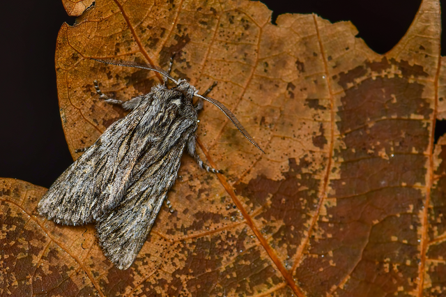 Asteroscopus sphinx - csillagnéző bundásbagoly