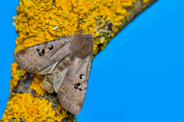Conistra rubiginosa - szürke télibagoly