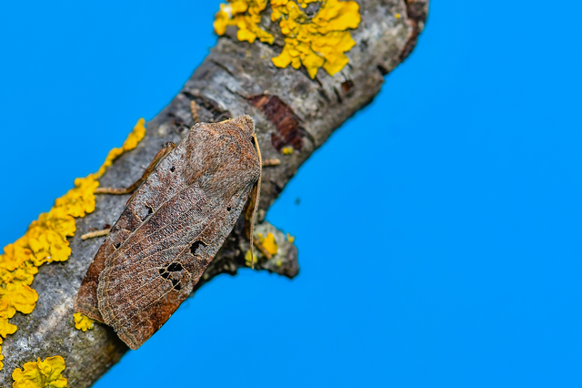 Conistra rubiginosa - szürke télibagoly