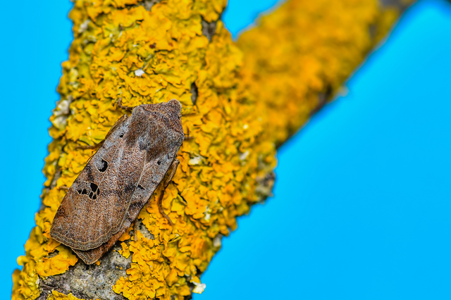 Conistra rubiginosa - szürke télibagoly