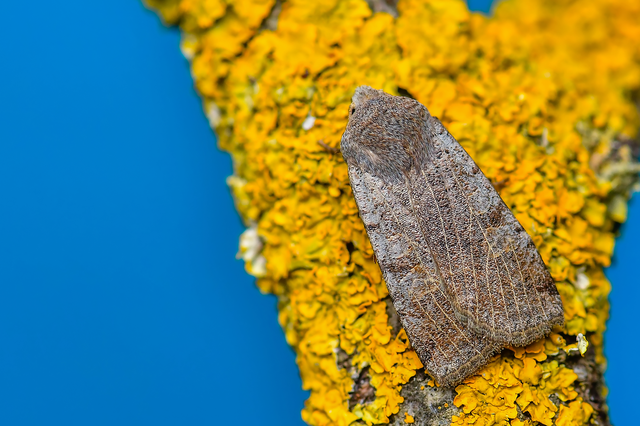 Conistra rubiginosa - szürke télibagoly