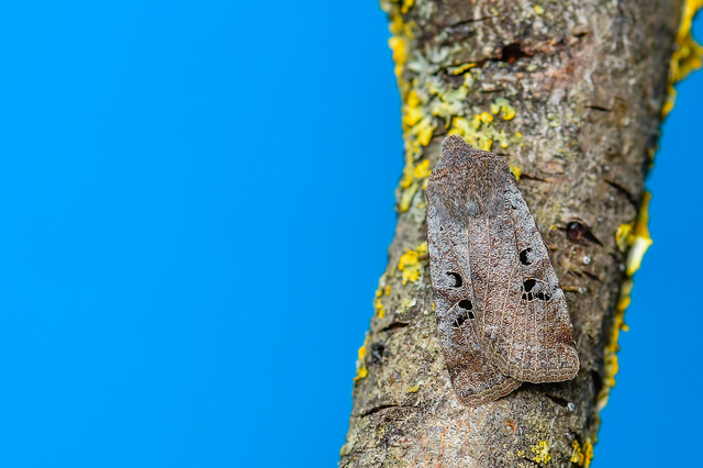 Conistra rubiginosa - szürke télibagoly